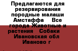 Предлагаются для резервирования породные малаши Амстаффа  - Все города Животные и растения » Собаки   . Ивановская обл.,Иваново г.